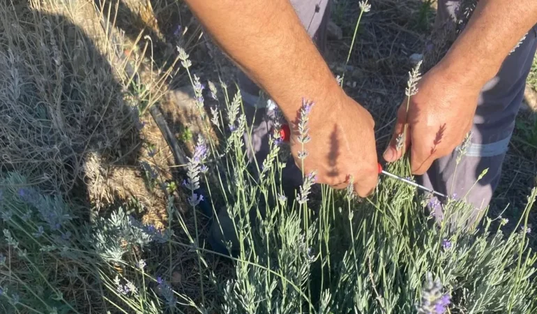 Milas’ta Lavanta Hasadı: Bereketli Sonuçlar!