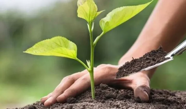 Yangın Sonrası Doğa İçin 10 Bin Fidan Bağışı