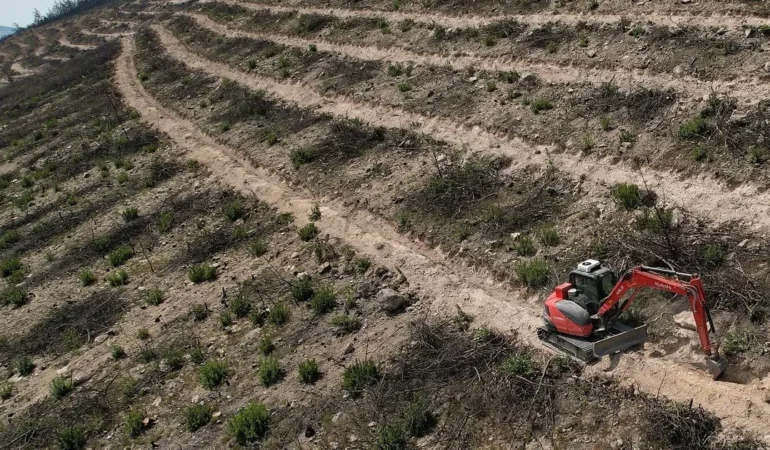 Yeni Foça Ormanları Yeniden Canlanıyor!