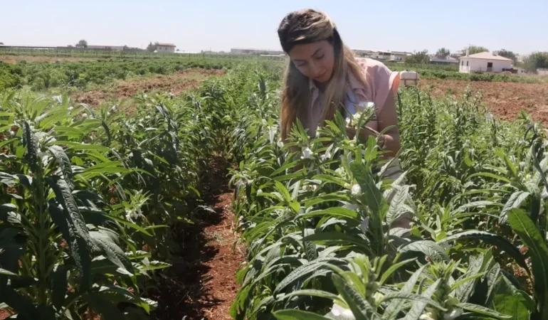 Urfa Susamı: Kuraklıkta Ekonomik Umut!