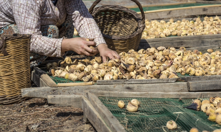 Kuru İncirde Yeni Sezon Tarihi 15 Ekim 2025