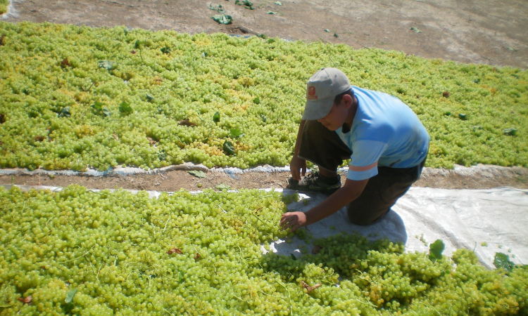 İhracatta Tarihi Düşüş: 2024/25 Üzüm Rakamları
