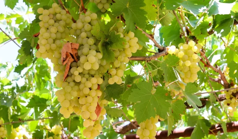 Üreticilere Ücretsiz Üzüm Sıkma Makinesi Desteği