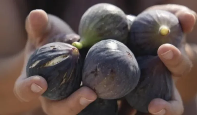 Mersin’de İncir Fidanları Meyve Vermeye Başladı!