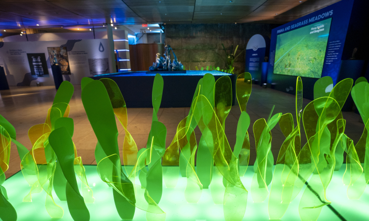 New York’ta Sıfır Atık Sergisi: Meke Gölü’ne Destek