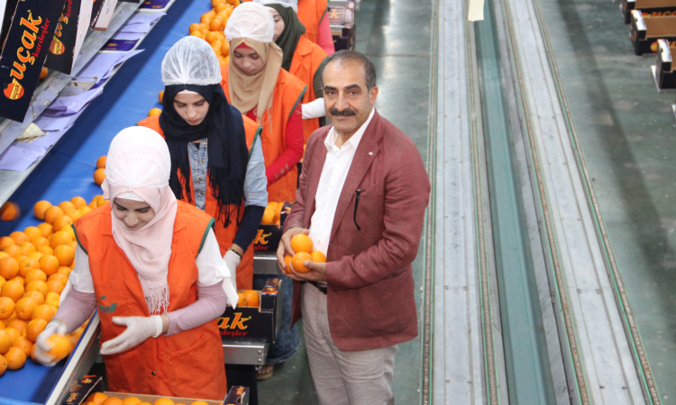 Satsuma Mandalina Hasadı ve İhracatı Başlıyor!