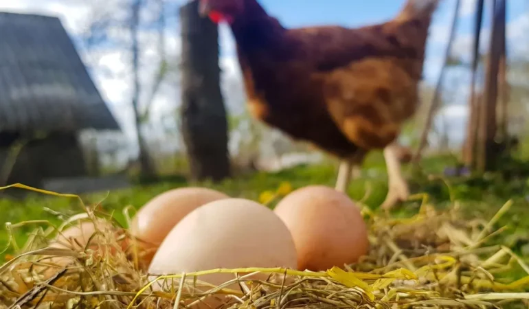 Tavuk Üretiminde Düşüş, Yumurta Üretiminde Azalma