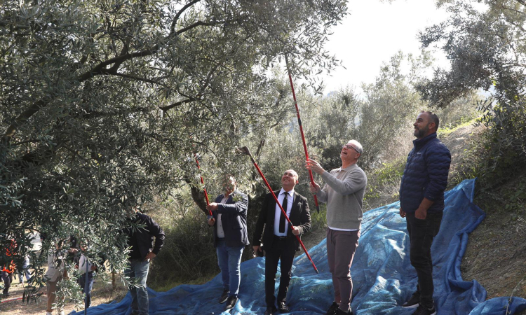 Zeytin Hasadı Şenliği: Mudanya’nın Bereketi