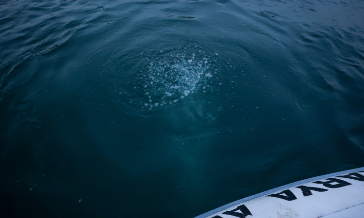Sapanca Gölü’ndeki Kabarcıklar Doğal, Endişeye Gerek Yok