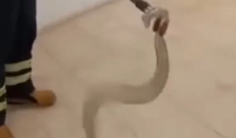 Adıyaman’da Cami Lavabosunda Yılan Panigi!