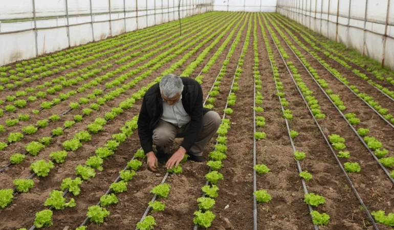 Balıkesir’den Üreticilere Gübre ve Fideler Desteği
