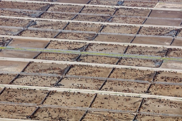 Endüstriyel Hayvancılık İklimi Tehdit Ediyor!