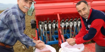 kocaeli-nin-hibeli-tohumlari-toprakla-bulustu-1763363287-68_large.webp.webp