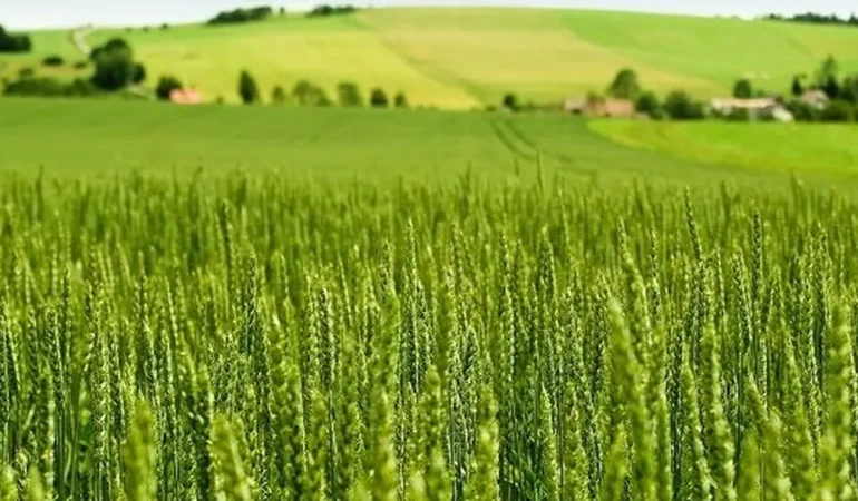 Tarım Ürünlerinde Ekim’de Yüzde 45 Artış!