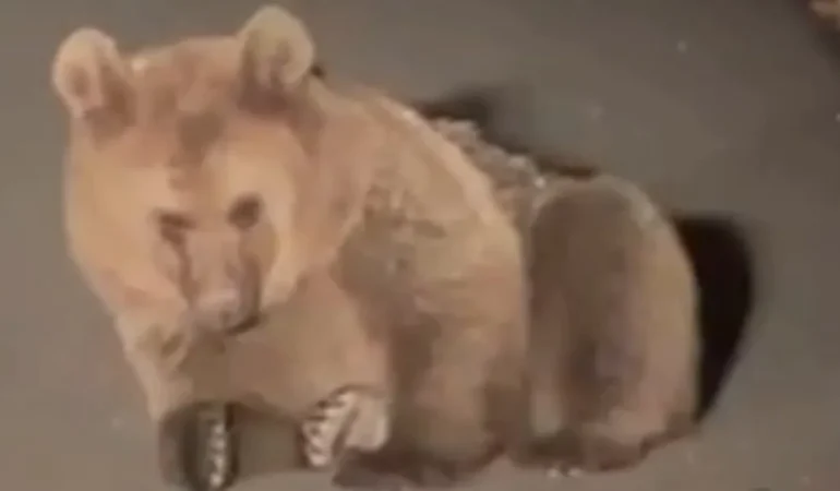 Yaralı Bozayı Kars’ta Tedavi Ediliyor!